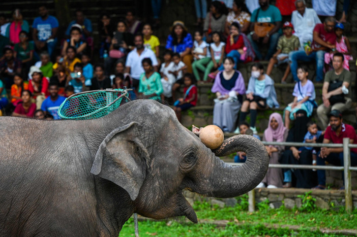 Ternyata Gajah di Kebun Binatang Senang dengan Kunjungan Manusia