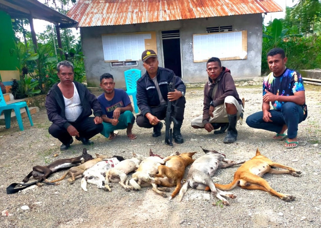 Polisi Mulai Eliminasi Anjing Rabies di Timor Tengah Selatan, NTT