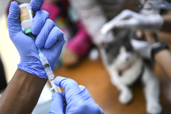 Antisipasi Bahaya Rabies, DKI Siagakan Vaksin di RSUD