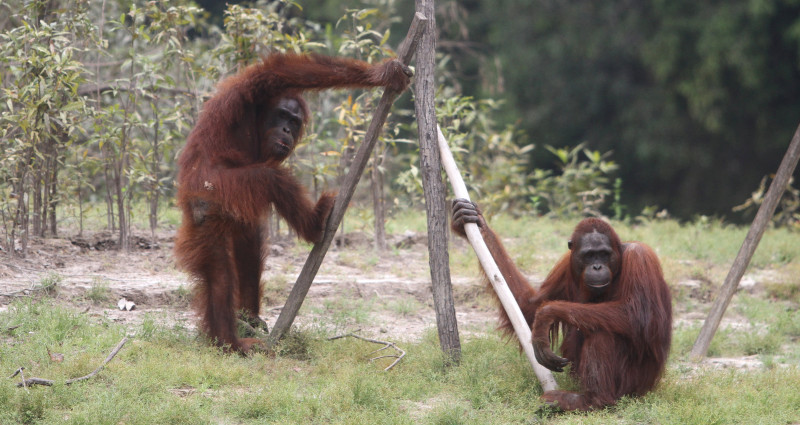 BBKSDA Pindahkan Empat Orangutan Sumatra dari Sibolangit ke Aceh