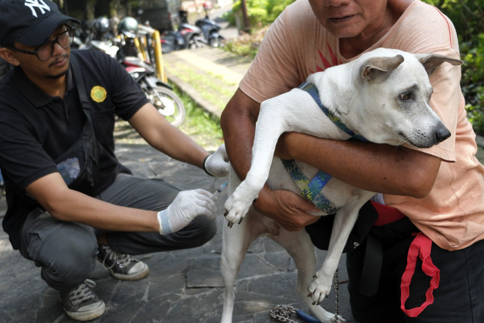 Kasus Gigitan Anjing di Bali Capai 19 Ribu, 3 Korban Meninggal