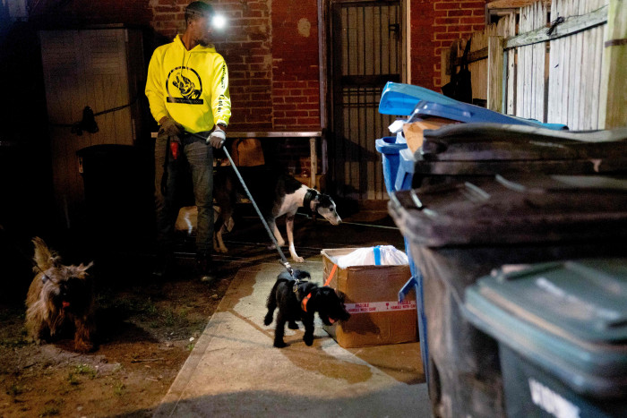 Di AS, Anjing dan Kucing Dikerahkan untuk Atasi Tikus yang Menyerbu Washington