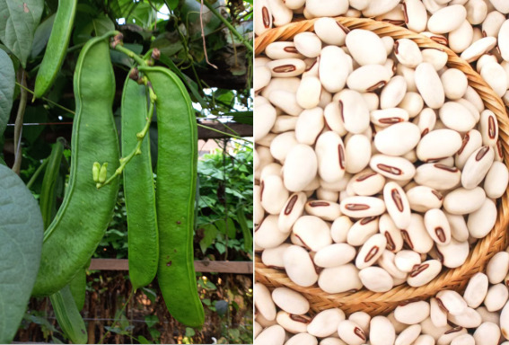 Periset BRIN Kembangkan Mycoprotein dari Kacang Koro