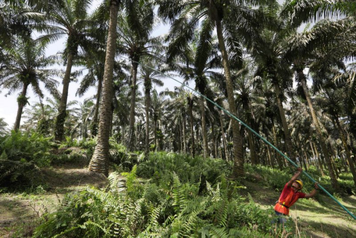 Kebun Sawit bukan Penyebab Kebakaran Lahan