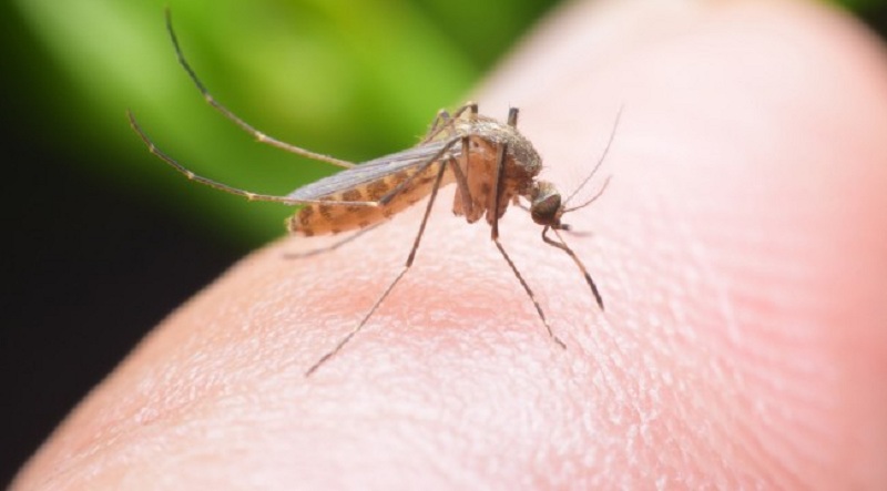 Begini Sejarah dan Tema Hari Demam Berdarah Dengue ASEAN