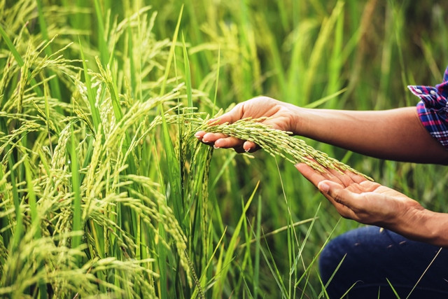 Benih Padi Inpari Nutri Zinc, Pangan Bergizi Cegah Anak Stunting