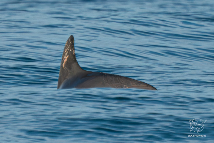 Vaquita, Lumba-lumba kecil yang Terancam Punah Terlihat di Laut Meksiko