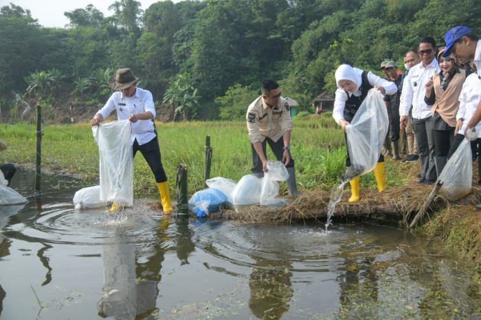 Tebar Benih Ikan, Purwakarta Perkuat Ketahanan Pangan