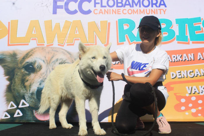 Antisipasi Wabah Rabies Meluas, Puluhan Anjing di Kupang Disuntik Vaksin