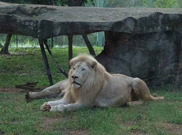 Aktivis Hewan Pastikan Dugaan Inses Induk Singa Thori Terbantahkan