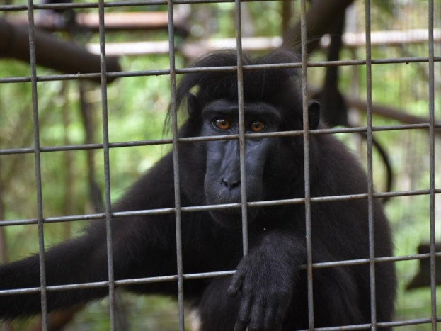 Dukung Konservasi, PGE Lepas Liarkan Monyet Hitam Sulawesi