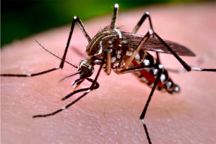 Kemenkes Waspadai El nino Sebabkan Peningkatan Kasus Dengue