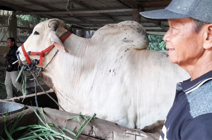 Sempat Batal, Sapi Peternak di Karangayar Akhirnya Dibeli Jokowi