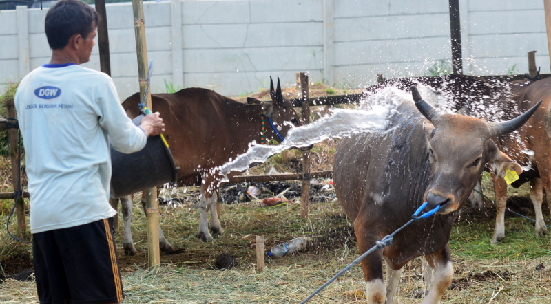 Dharma Jaya: 700 Ekor Sapi Siap Kita Jual