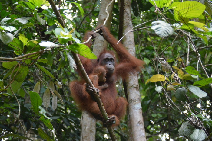 10 Orangutan Hasil Rehabilitasi Siap Dilepasliarkan ke Hutan Kalteng
