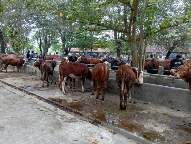 Antisipasi Antraks, Pemkot Tangerang Batasi Masuknya Hewan Ternak Asal Gunung Kidul