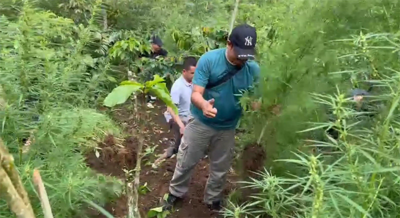 Polda Bengkulu Temukan 1,5 Ha Ladang Ganja