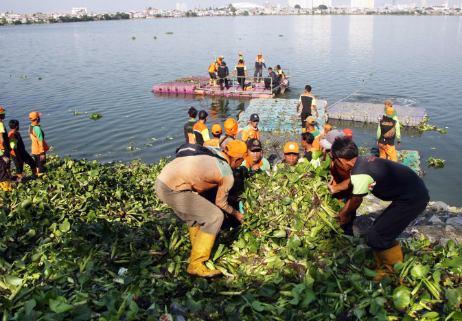 Eceng Gondok Jadi Masalah, 2.600 Meter Kubik sudah Diangkut dari Waduk Pluit