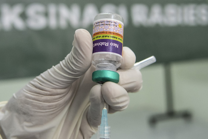 Kemenkes Pastikan Vaksin Rabies Sudah Terdistribusi ke Daerah