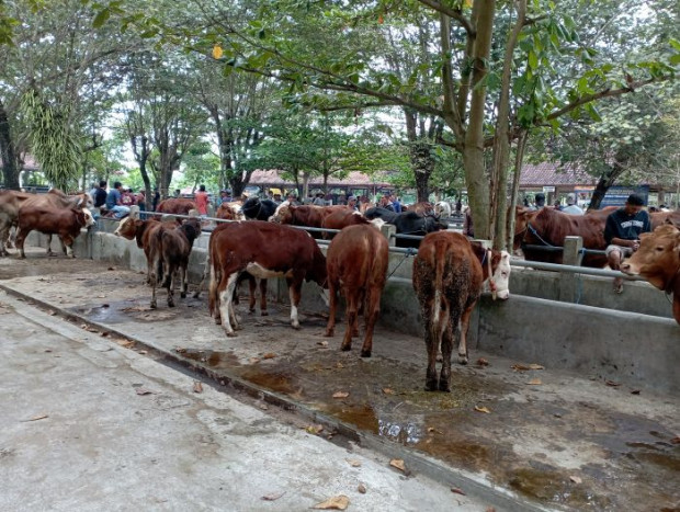 140 Ribu Lebih Sapi di Gunungkidul Rentan Antraks