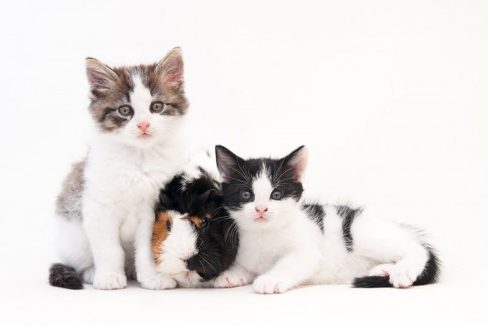 Inspirasi Nama-Nama Kucing Lucu untuk Jantan dan Betina
