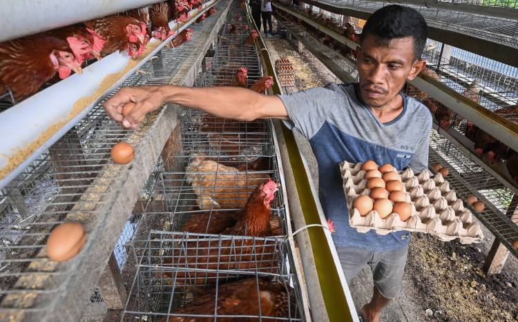 Grup Ahold Delhaize Didesak Percepat Komitmen Produk Telur Bebas Kandang 