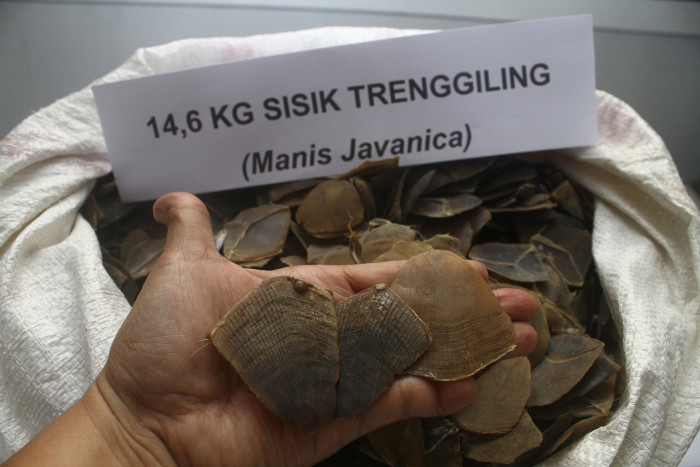 Lagi, Satu Pelaku Penyelundupan 360 Kg Sisik Trenggiling Ditangkap