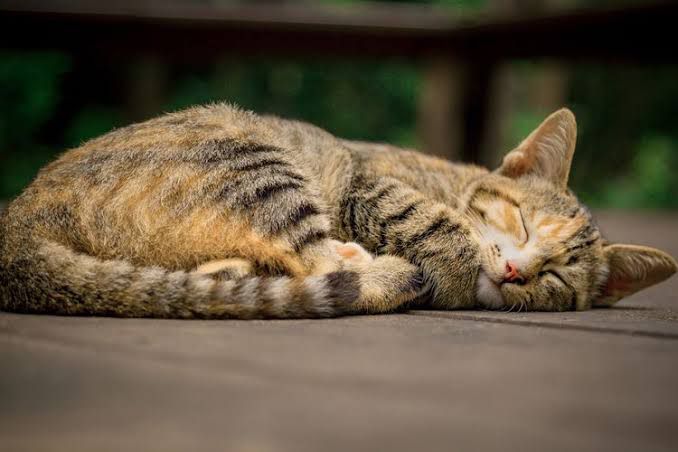 Hasil Nekropsi Bangkai 22 Kucing di Sunter Keluar dalam Tiga Hari