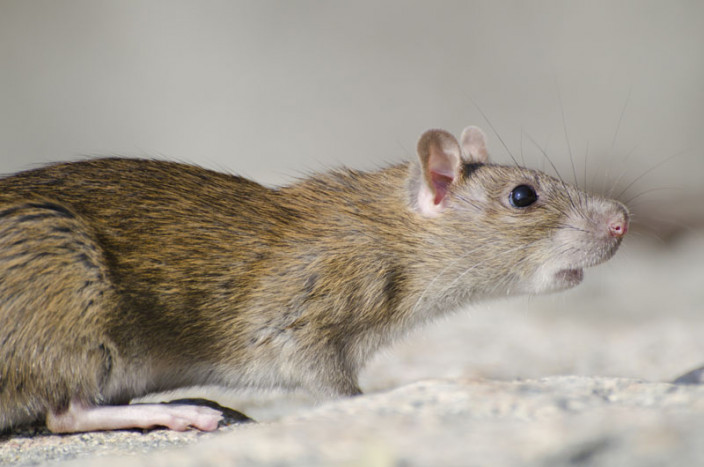 1.000 Tikus Rekayasa Genetik Ditemuan di Lab Biologis Ilegal 