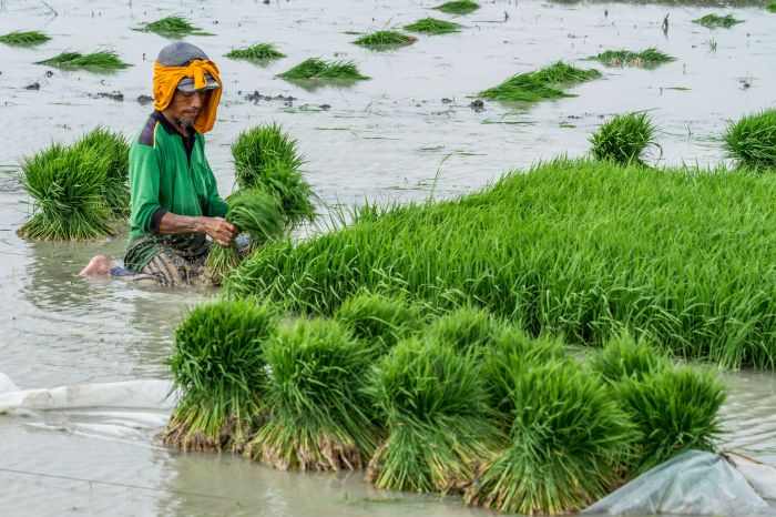 Pemprov DKI Antisipasi Kelangkaan Pangan karena Kekeringan