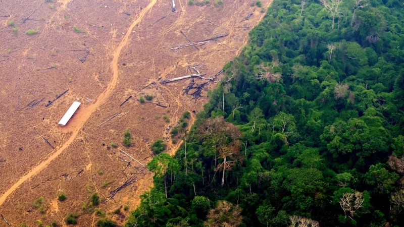 Brasil Mampu Tekan Laju Deforestasi di Kawasan Hutan Amazon