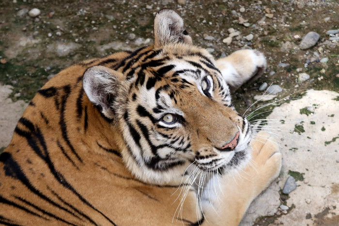 KLHK Terjunkan Tim untuk Cek Kematian Anak Harimau Benggala Alshad Ahmad