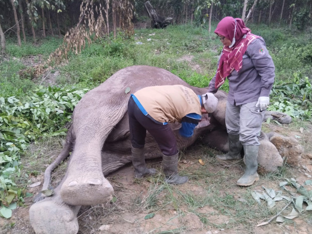 Perburuan Liar Terus Terjadi, Gajah Sumatra Terancam Punah di Riau