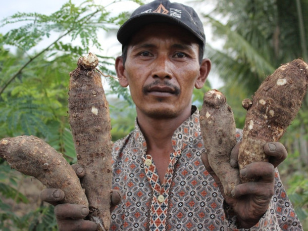 Di Jembrana, Ubi Talas Bisa Disulap Jadi Pakan Ayam