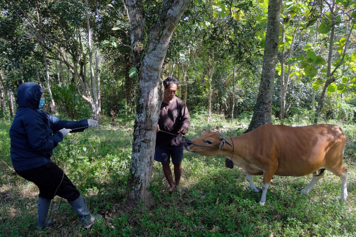 Cegah Antraks, Tiga Jenis Ternak Dilarang Masuk Bali