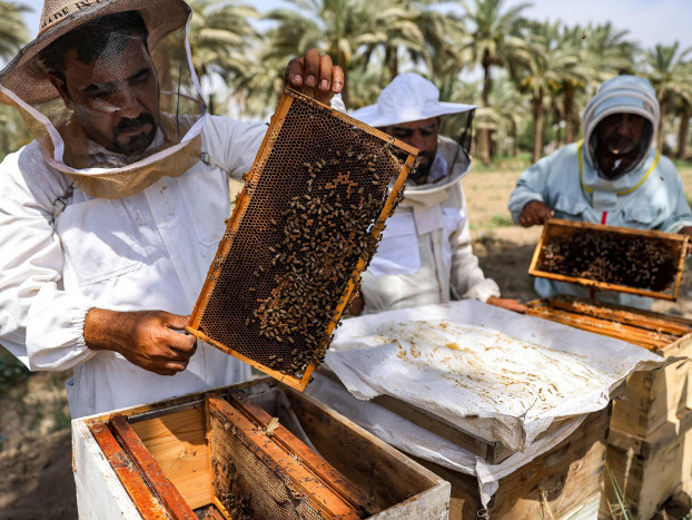 Lebah Irak Merana, Produksi Madu Tertekan Pemanasan Global
