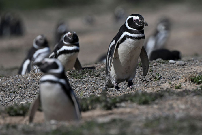 Dua Ribu Penguin Ditemukan Mati di Pantai Uruguay