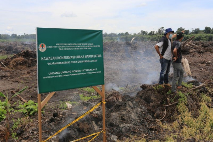 Suaka Margasatwa Rawa Singkil Terancam Perkebunan Sawit Ilegal