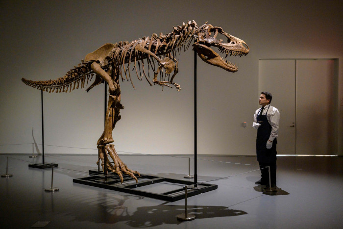 Tulang Kerangka Dinosaurus Kembali akan Dilelang di Sotheby's, New York.