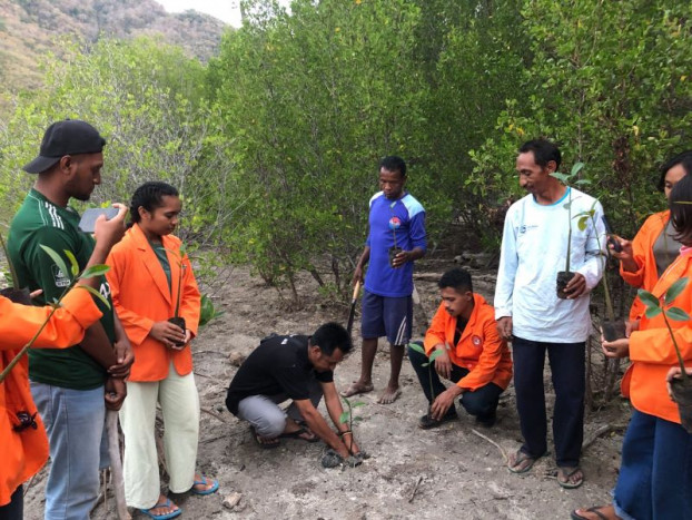 Peduli Lingkungan, Mahasiswa Unipa Tanam Ratusan Bibit Mangrove di Pantai Hia, Maumere
