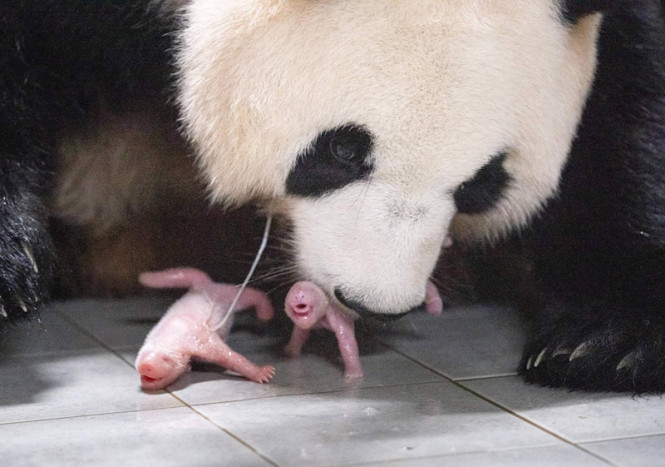 Korea Selatan Sambut Kelahiran Kembar Panda Raksasa Pertama