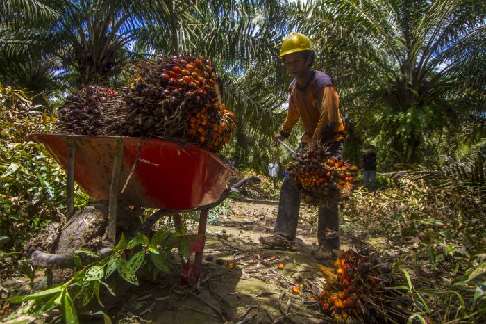 Kemenkeu Targetkan DBH Sawit Bisa Disalurkan Awal Bulan Depan