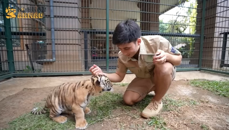 Harimau Benggala Tak Dilindungi, KLHK Tetap Cek Kelayakan Alshad Ahmad Perlihara Satwa Liar