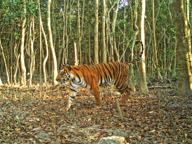 Studi: Perburuan Ilegal terhadap Harimau Bangladesh makin Parah