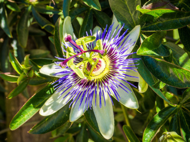 Passion Flower: Manfaat, Efek Samping dan Cara Pengolahannya