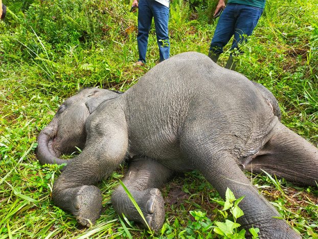 Anak Gajah Sumatra Mati di Taman Hutan Raya Riau