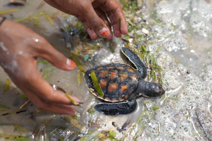 69 Tukik Terdampar di Pantai Cengkrong, Trenggalek