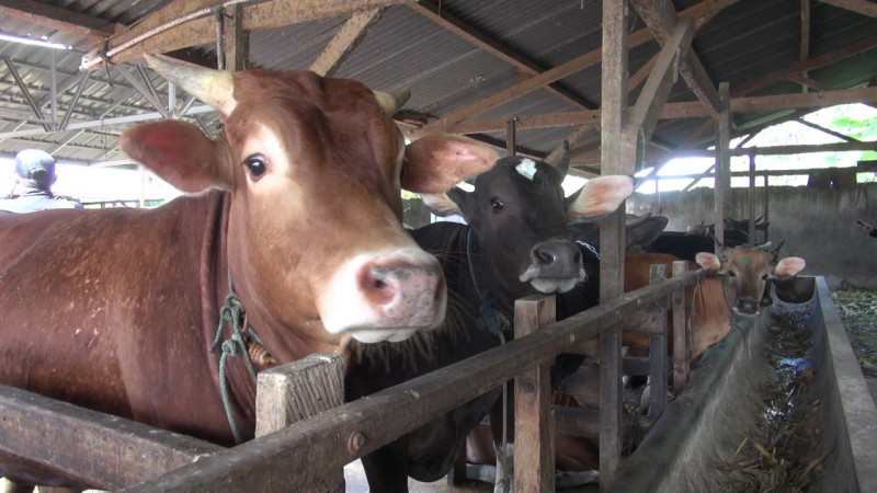 Virus Jembrana pada Sapi Telah Menyebar ke Empat Kabupaten di Sultra