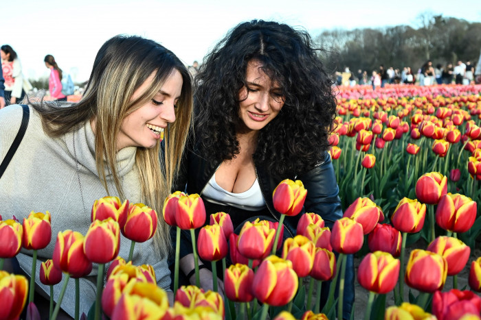 Arti Bunga Tulip Berdasarkan Warna, Lambang Persahabatan hingga Berduka