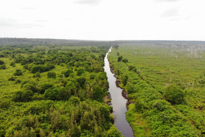 Katingan Mentaya Project Lakukan Restorasi Ekosistem Gambut Seluas 157.000 hektar